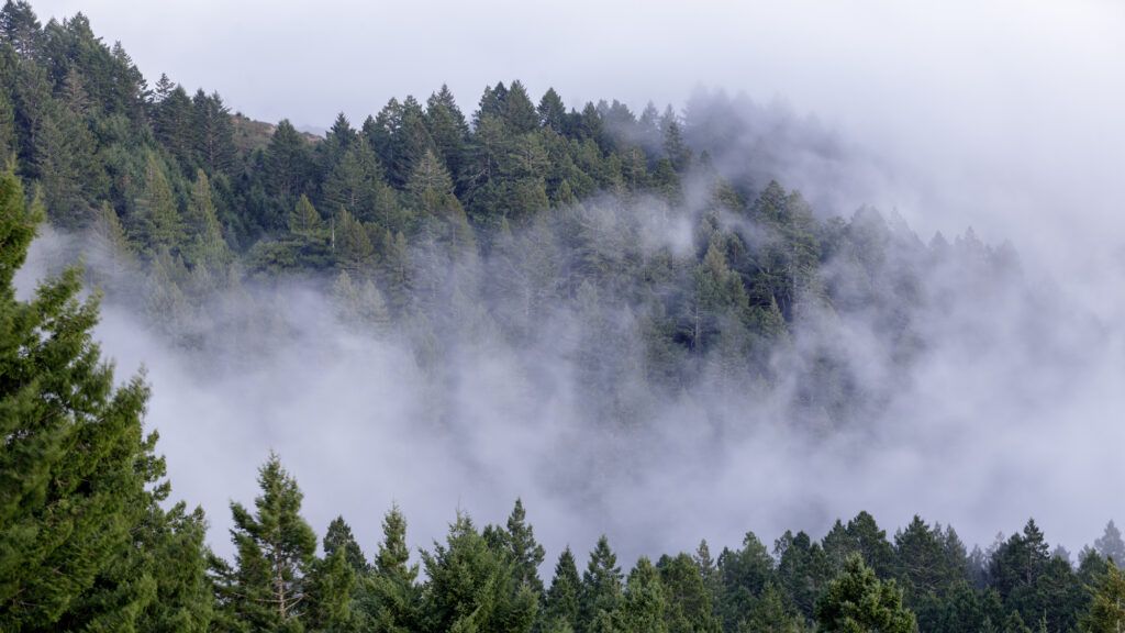Mount Tamalpais State Park