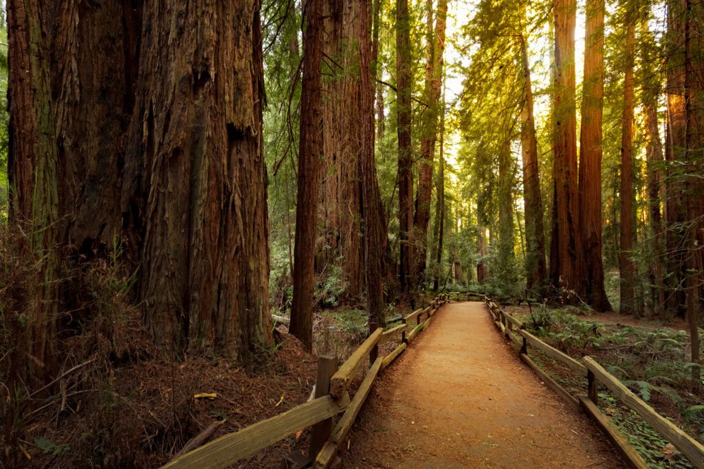 Muir Woods National Monument
