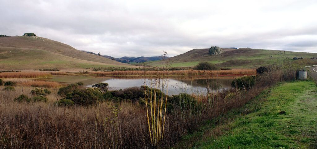 Nicasio