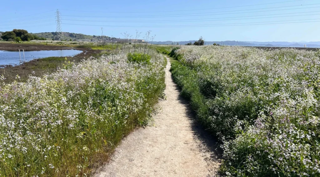 Corte Madera Marsh Path