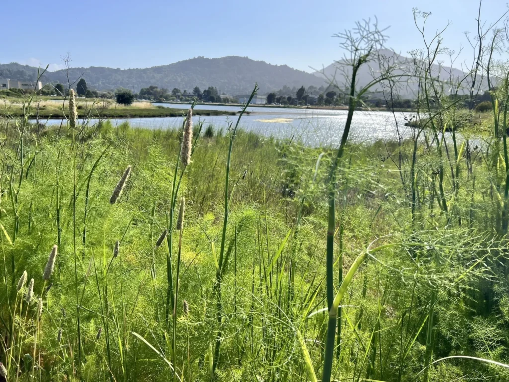 Corte Madera Marsh Path