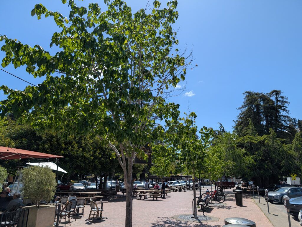 Mill Valley